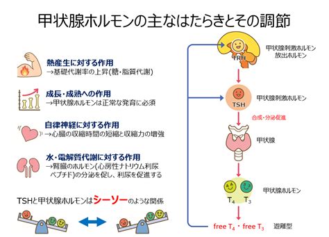 生理作用|甲状腺ホルモン｜内分泌